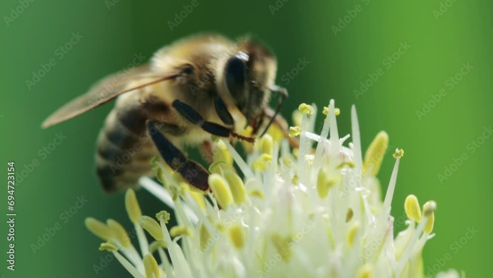 Honey bee collecting pollen on a flower Honey bee collecting pollen on a flower
