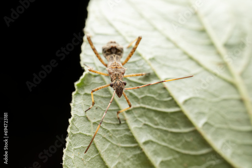 Riptortus pedestris in the wild state photo