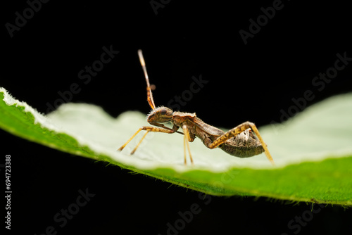 Riptortus pedestris in the wild state photo