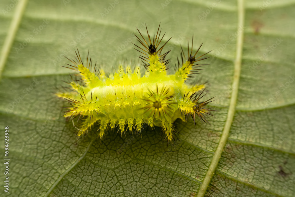 cnidocampa flavescens larva in the wild state cnidocampa flavescens larva in the wild state
