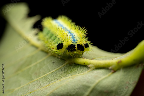 Parasa consocia larva in the wild state photo