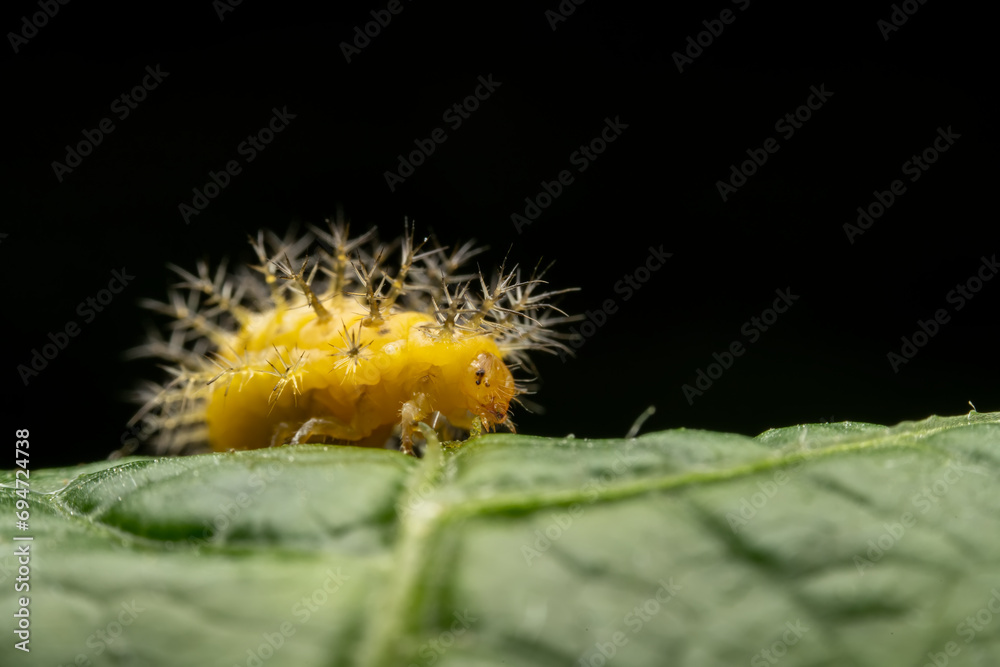 henosepilachna vigintioctomaculata larva in the wild state henosepilachna vigintioctomaculata larva in the wild state