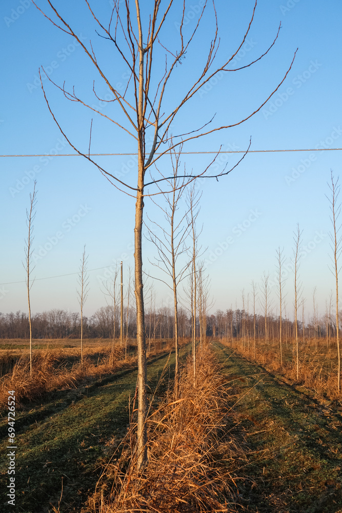 Po Valley landscape fields crops trees farmhouse Po Valley landscape fields crops trees farmhouse