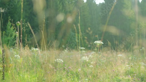 Warm summer rain over a flowering meadow