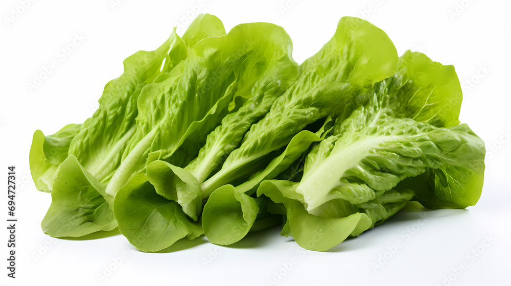 Freshness Redefined: Crisp Green Lettuce Freshness Redefined: Crisp Green Lettuce