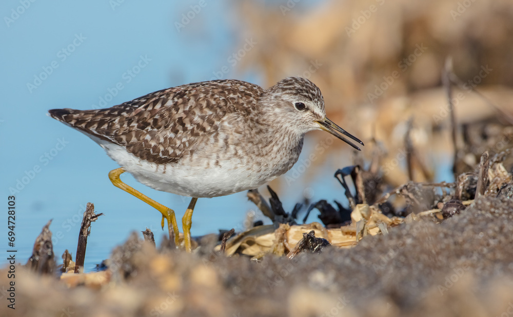 Wood Sandpiper - in spring on the migration way at wetland Wood Sandpiper - in spring on the migration way at wetland