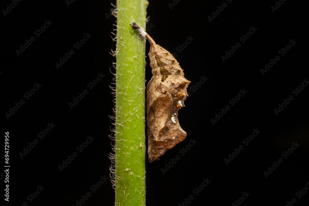 Fototapeta premium Vanessa cardui pupa in the wild state