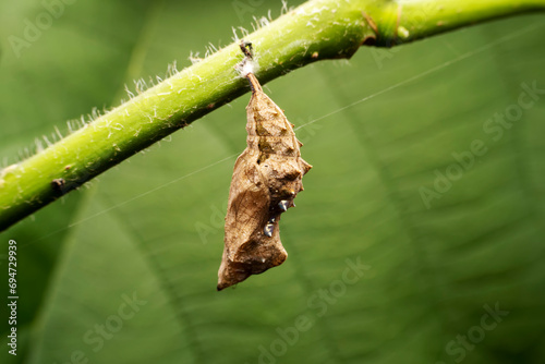 Vanessa cardui pupa in the wild state photo