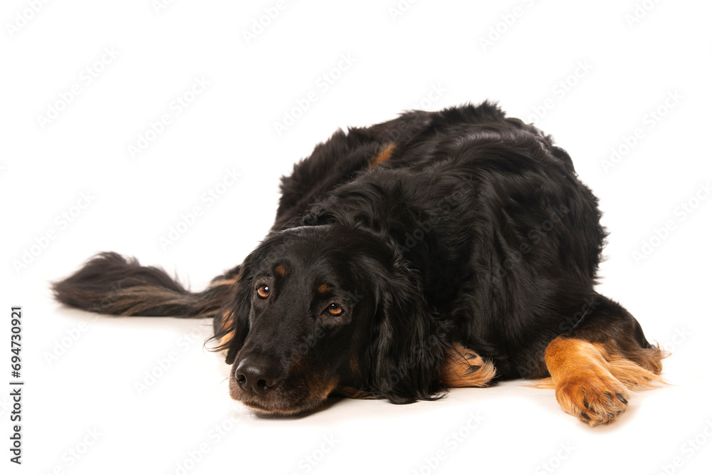 Hovawart dog lying isolated on white background Hovawart dog lying isolated on white background