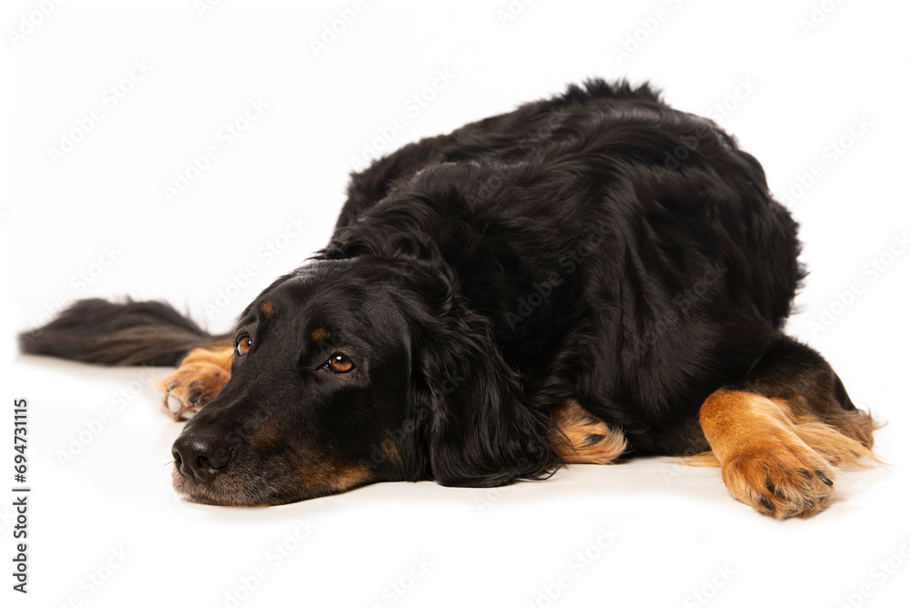 Hovawart dog lying isolated on white background Hovawart dog lying isolated on white background