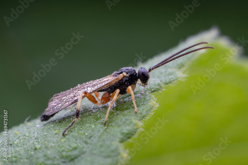 ichneumon flies in the wild state © zhang yongxin