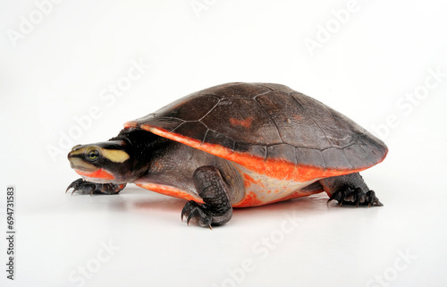 Rotbauch-Spitzkopfschildkröte // Red-bellied short-necked turtle (Emydura subglobosa)  photo