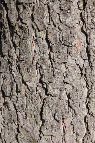 background of tree bark © romantsubin
