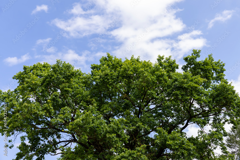 old tall oak with green foliage during drought old tall oak with green foliage during drought