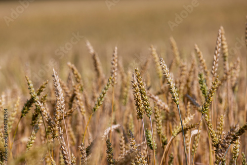 monoculture golden mature wheat in the field