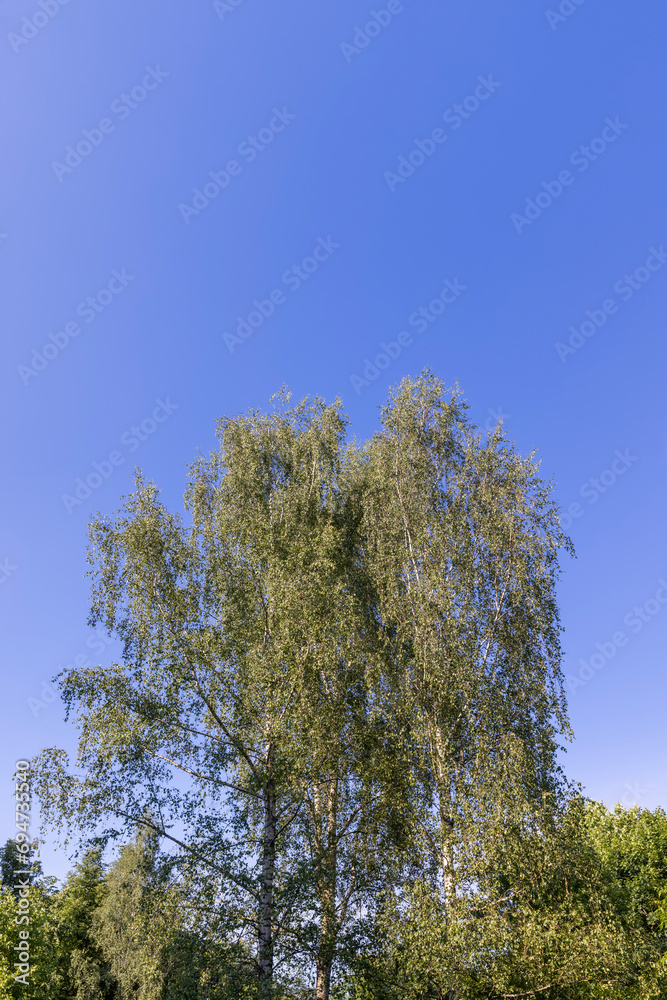 beautiful birch tree foliage is white with green foliage