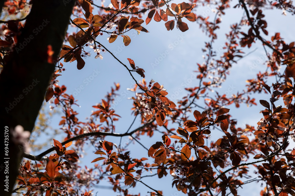 blooming cherry tree with red foliage in the spring season blooming cherry tree with red foliage in the spring season