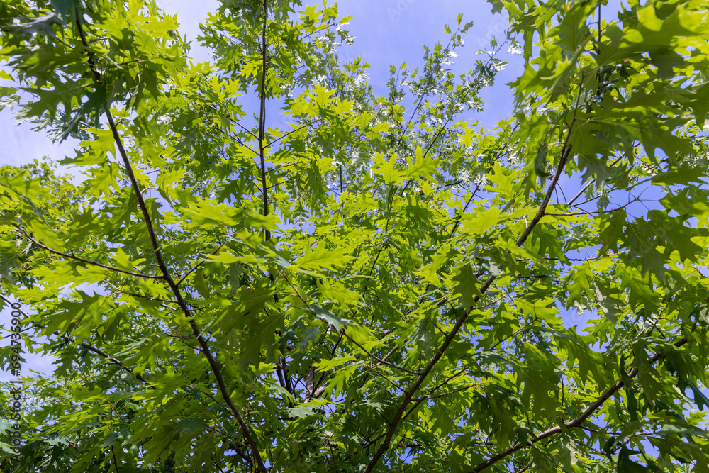 beautiful oak tree foliage with green foliage beautiful oak tree foliage with green foliage