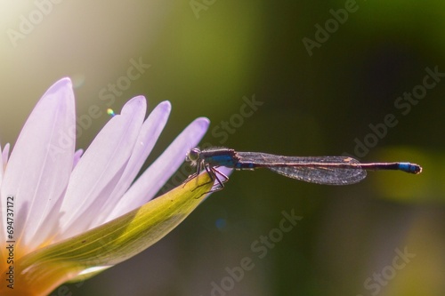 dragonfly on flower
