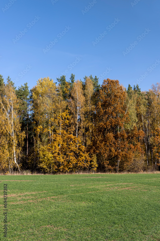green winter wheat on the edge of the forest with yellow foliage