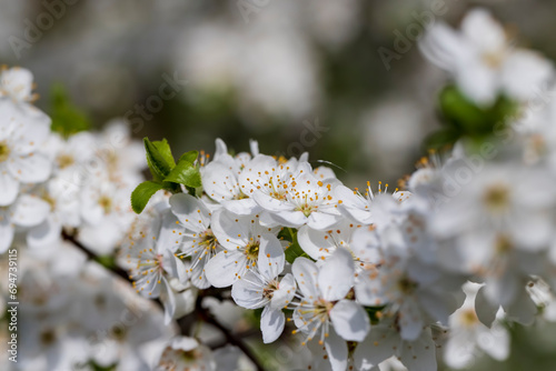 cherry in the orchard blooms with white flowers