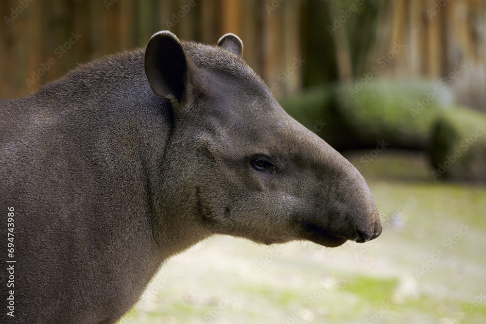 Fototapeta premium The South American tapir (Tapirus terrestris), also commonly called the Brazilian tapir, portrait.