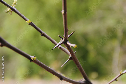 Tree branch with thorns and small leaves.