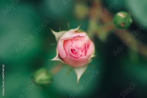 バラの蕾が花開くとき