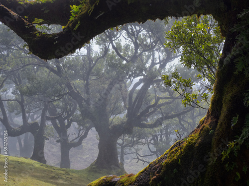 Portugal, Madeira, Laurel forest on Madeira Forest during foggy weather photo