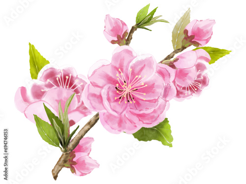 桃の花（水彩画）