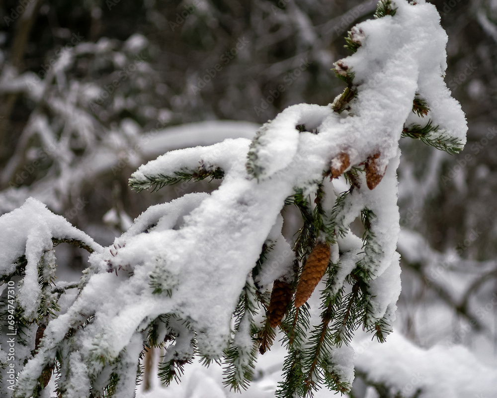 A fir branch with cones is covered with snow.