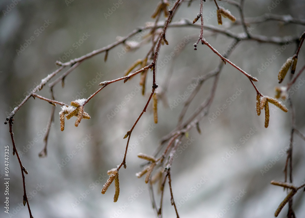 Brown male flowers grow on the tops of elongated birch shoots.