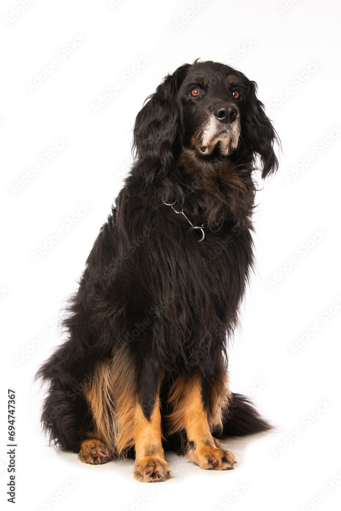 Hovawart dog sitting on white background Hovawart dog sitting on white background