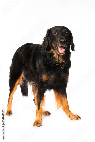 Hovawart dog standing on white background © DoraZett