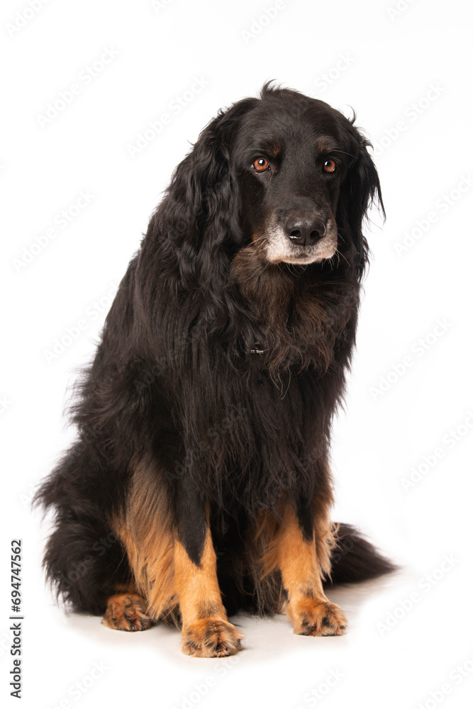 Hovawart dog sitting on white background