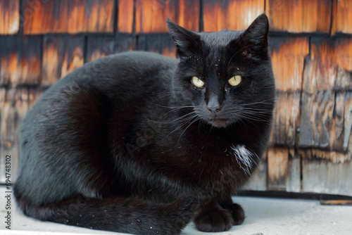 Hauskatze / Domestic cat / Felis domestica photo