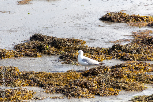 seagull on the beach photo