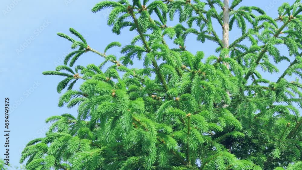 Spruce growth process in close-up Spruce growth process in close-up