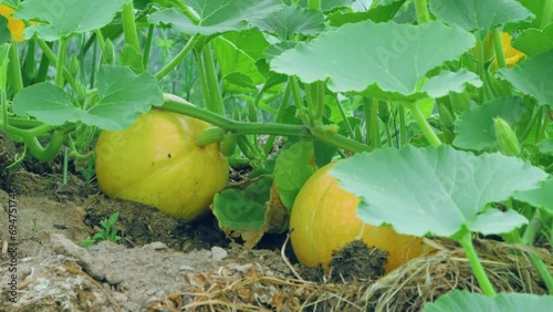 Pumpkin growth process in closeup