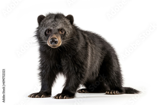 A binturong, also known as a bearcat, on a white background