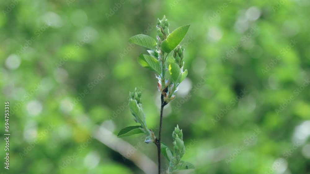 The process of bud opening and tree growth in spring The process of bud opening and tree growth in spring