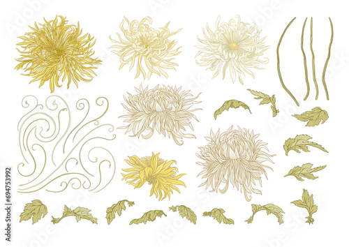 Chrysanthemum decorative flowers and leaves in art nouveau style, vintage, old, retro style. Clip art, set of elements for design. Vector illustration