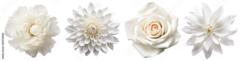 Set of white flowers on isolated background - obrazy, fototapety, plakaty 