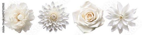 Set of white flowers on isolated background photo