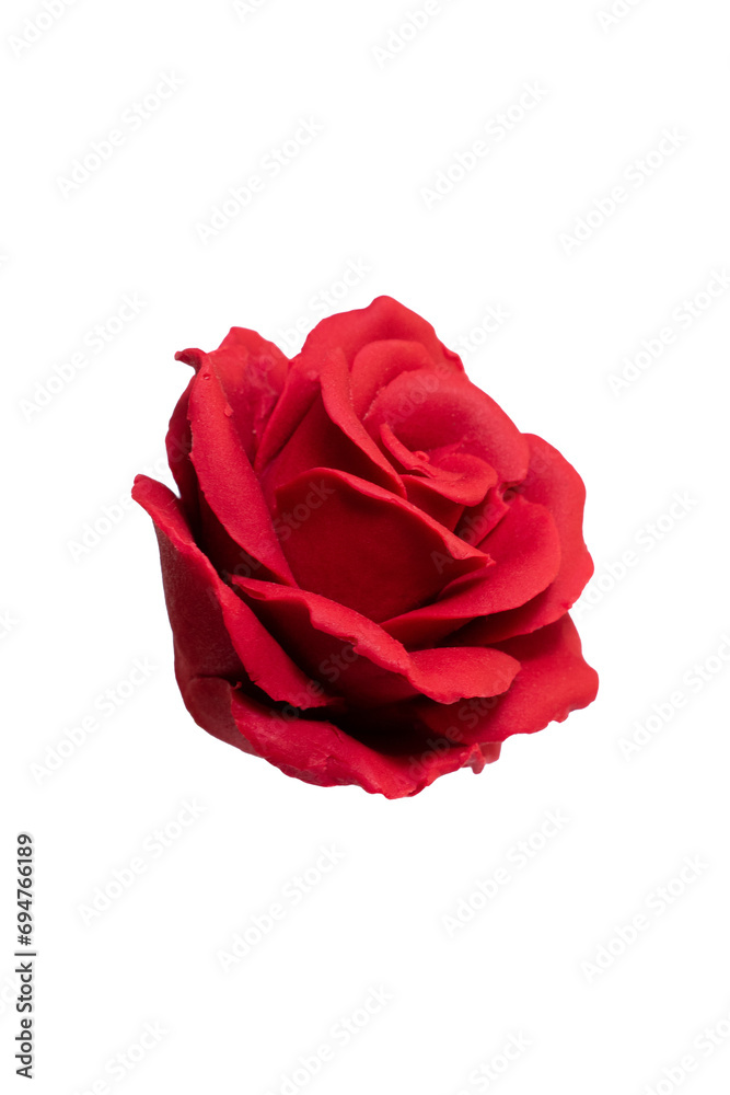 Fototapeta premium Red Rose Isolated on Transparent Background
