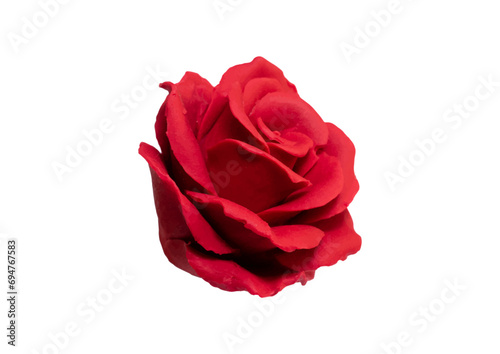 Fototapeta Naklejka Na Ścianę i Meble -  Red Rose Isolated on Transparent Background.