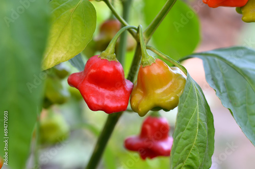 Close-up of a bell-shaped hot red pepper belonging to the species Capsicum baccatum. photo