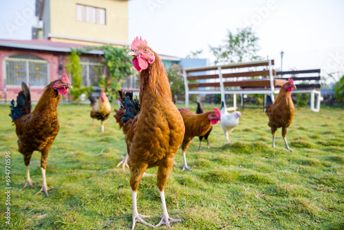 Hen image, Chicken Morning stock image, Chicken and white rooster standing on a green grass image, Red warren hen, Indian Hen 