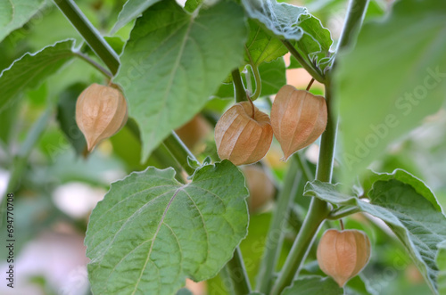 Fotografía Physalis plant with ripe fruits in dry calyxes on a branch among green leaves