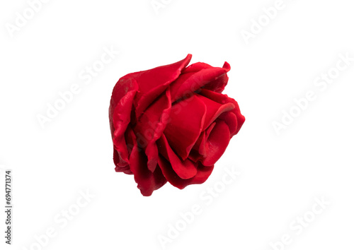 Red Rose Isolated on Transparent Background
